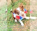 Small #11 Border Collie