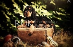 Small Photo #28 Gordon Setter Puppy For Sale in PADUCAH, KY, USA