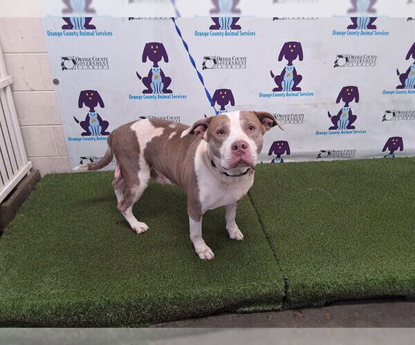 Medium Photo #1 American Bulldog-Unknown Mix Puppy For Sale in Orlando, FL, USA