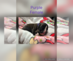 Puppy Purple Boxer