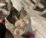 Small #11 French Bulldog
