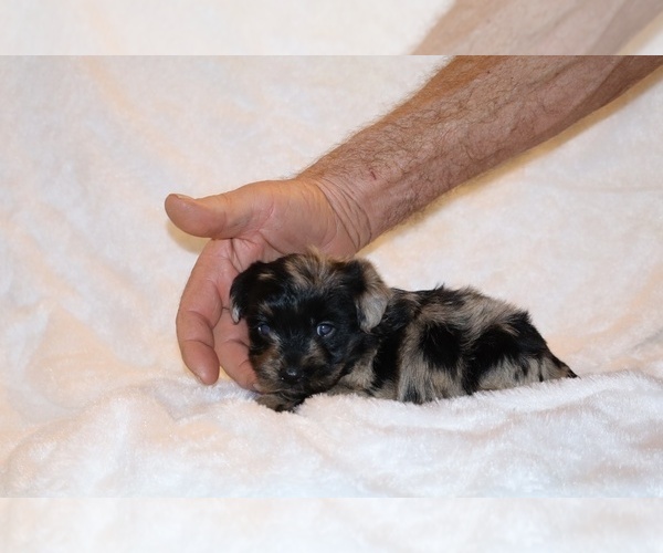 Medium Photo #7 Poodle (Toy)-YorkiePoo Mix Puppy For Sale in DYERSBURG, TN, USA