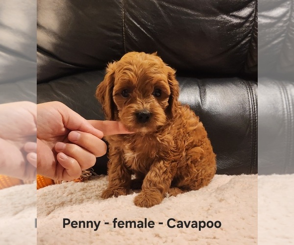 Medium Photo #1 Cavapoo (Miniature) Puppy For Sale in CLARKRANGE, TN, USA