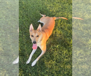 Siberian Husky-Unknown Mix Dogs for adoption in Evansville, IN, USA