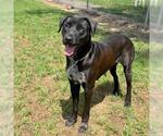 Small #1 Labrador Retriever Mix