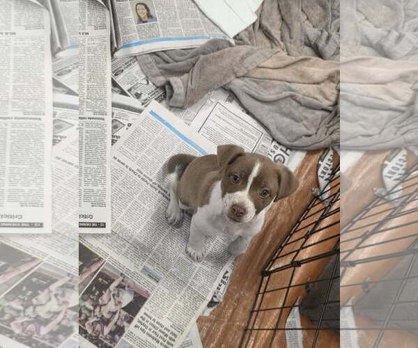 Medium Photo #2 Jack Russell Terrier-Unknown Mix Puppy For Sale in SHERBURNE, NY, USA