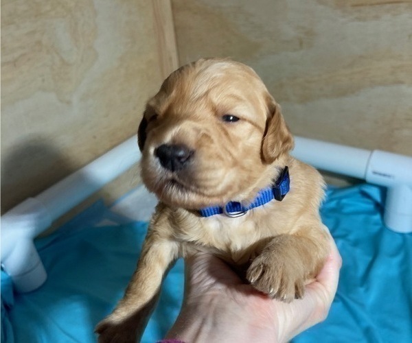 Medium Photo #5 Goldendoodle Puppy For Sale in MODESTO, CA, USA