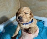 Small Photo #5 Goldendoodle Puppy For Sale in MODESTO, CA, USA