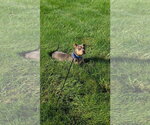 Small American Staffordshire Terrier Mix