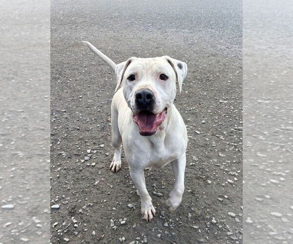 Medium Photo #2 Mutt Puppy For Sale in Forest, VA, USA