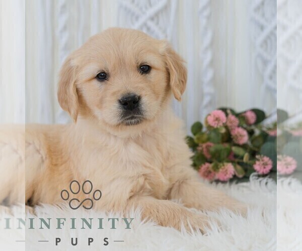 Medium Photo #4 Golden Retriever Puppy For Sale in NEWPORT, PA, USA