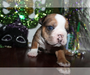 Bulldog Puppy for sale in CHALMETTE, LA, USA