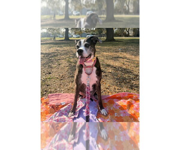 Medium Photo #5 Boxer Puppy For Sale in Austin, TX, USA