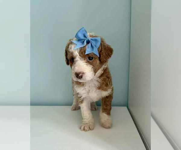 Medium Photo #31 Aussiedoodle-Labradoodle Mix Puppy For Sale in BRYANTOWN, MD, USA