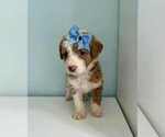 Small Photo #3 Aussiedoodle-Labradoodle Mix Puppy For Sale in BRYANTOWN, MD, USA