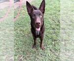 Small #1 Australian Kelpie