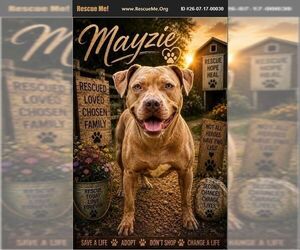 Mutt Dogs for adoption in Benton, PA, USA