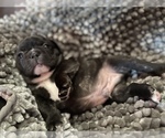 Small Photo #7 French Bulldog Puppy For Sale in NEWARK, NJ, USA