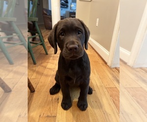Labrador Retriever Puppy for sale in AMELIA COURT HOUSE, VA, USA
