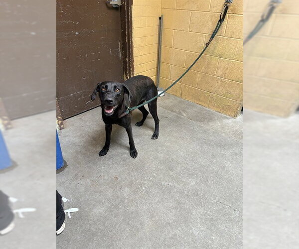 Medium Photo #1 Labrador Retriever Puppy For Sale in Stockton, CA, USA