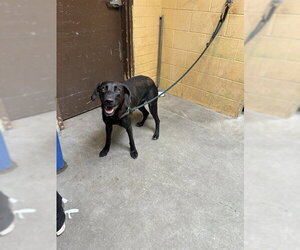 Labrador Retriever Dogs for adoption in Stockton, CA, USA