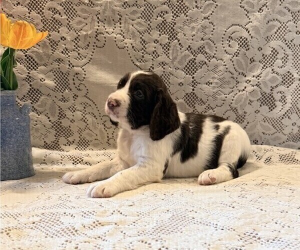 Medium Photo #1 English Springer Spaniel Puppy For Sale in OWEN, WI, USA