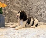 Small English Springer Spaniel