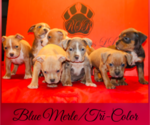Small Photo #1 American Bully Puppy For Sale in TRENTON, NJ, USA