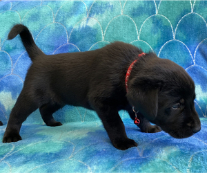 Labrador Retriever Puppy for sale in PALM COAST, FL, USA