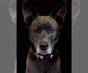 Siberian Husky-Unknown Mix Dogs for adoption in West Cornwall, CT, USA