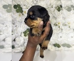 Small Photo #11 Rottweiler Puppy For Sale in FORT WORTH, TX, USA