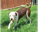Small #4 American Pit Bull Terrier Mix