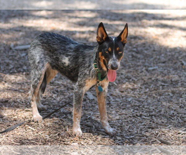 Medium Photo #1 Mutt Puppy For Sale in Paso Robles, CA, USA