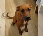 Small Photo #3 Boxer-Doberman Pinscher Mix Puppy For Sale in Dublin, OH, USA