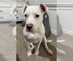 Small #1 Mutt