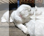 Small Photo #4 Great Pyrenees Puppy For Sale in LAS VEGAS, NV, USA
