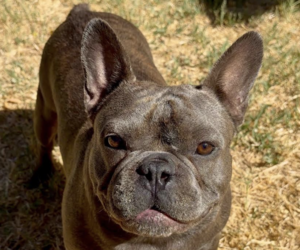 French Bulldog Dogs for adoption in San Ramon, CA, USA