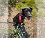 Small #8 Labrador Retriever Mix