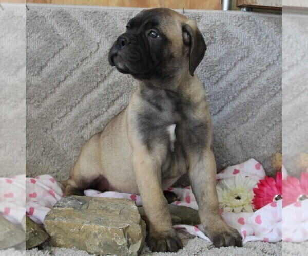 Medium Photo #3 Bullmastiff Puppy For Sale in GREENBANK, PA, USA