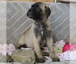 Small Photo #3 Bullmastiff Puppy For Sale in GREENBANK, PA, USA