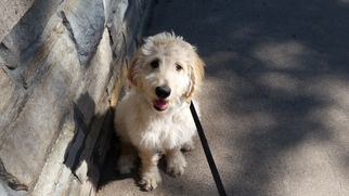 Goldendoodle Puppy for sale in ROCHESTER, MN, USA