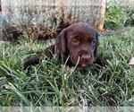 Puppy Carter Labrador Retriever