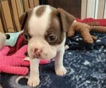 Small Photo #3 Boston Terrier Puppy For Sale in SALINA, KS, USA