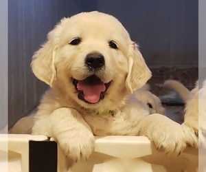 English Cream Golden Retriever Puppy for Sale in BENNETT, Colorado USA