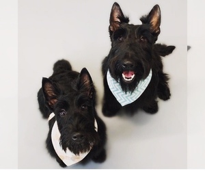 Father of the Scottish Terrier puppies born on 09/13/2019