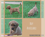 Image preview for Ad Listing. Nickname: Buck
