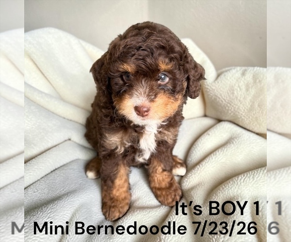 Medium Photo #3 Bernedoodle-Poodle (Miniature) Mix Puppy For Sale in MONTPELIER, OH, USA