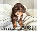 Small #2 Bernedoodle-Poodle (Miniature) Mix