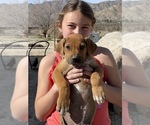 Small Photo #34 Rhodesian Ridgeback Puppy For Sale in MORONGO VALLEY, CA, USA