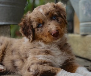 Australian Shepherd Puppy for Sale in CAMDEN, Ohio USA
